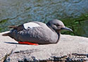 Cepphus columba